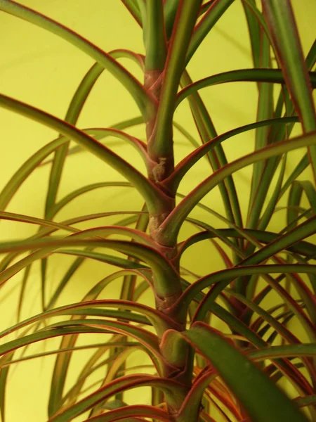 Зелений Пальмового Листя Світлому Фоні Зеленої — стокове фото