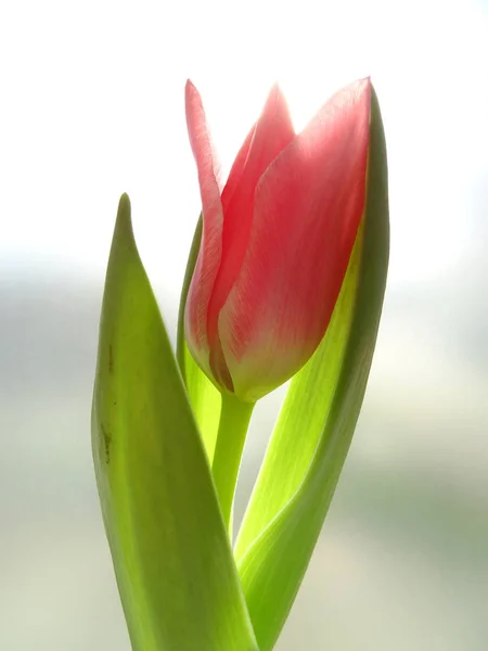 Tulipe Rose Sur Fond Flou — Photo