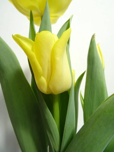 Изолированные Желтые Тюльпаны Белом Фоне — стоковое фото