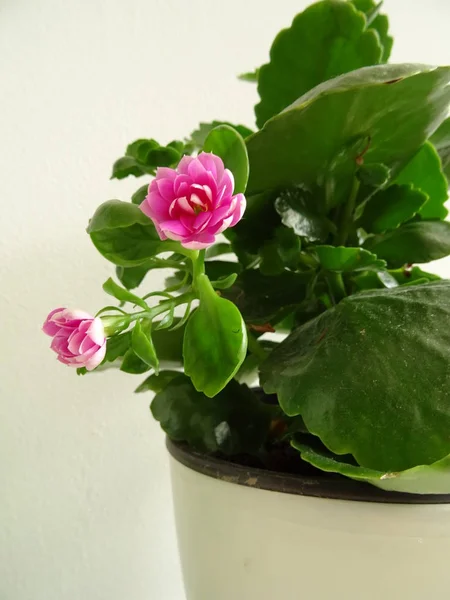 Pink Flower White Flower Pot — Stock Photo, Image