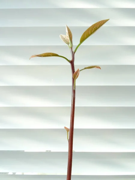 Planta Verde Del Fondo Persianas Ventana — Foto de Stock