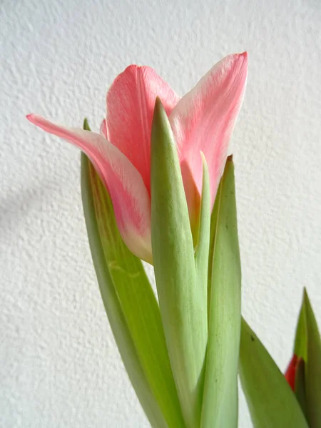 Roze Tulp Een Witte Achtergrond — Stockfoto