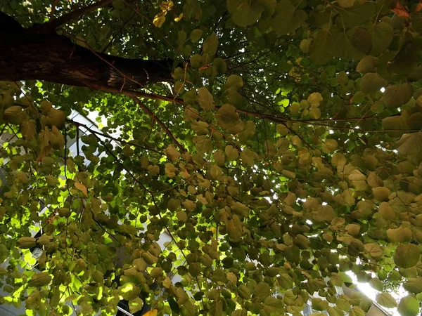 Árvore Verde Deixa Vista Baixo — Fotografia de Stock