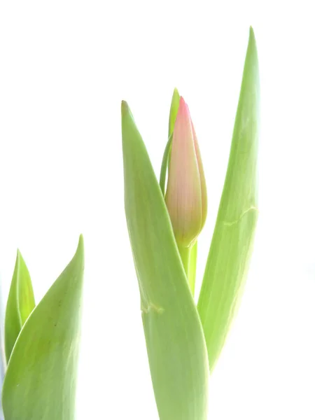 Tulipas Verdes Isoladas Folhas Fundo Branco — Fotografia de Stock