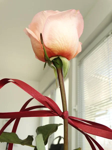Romantic Light Pink Rose Claret Bow — Stock Photo, Image