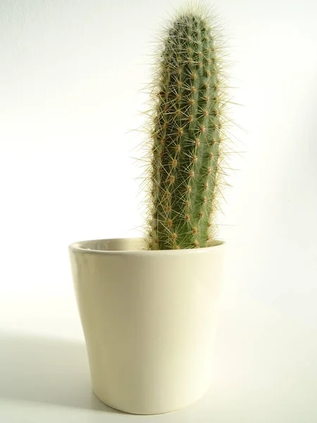 Pequeño Cactus Espinoso Una Maceta —  Fotos de Stock