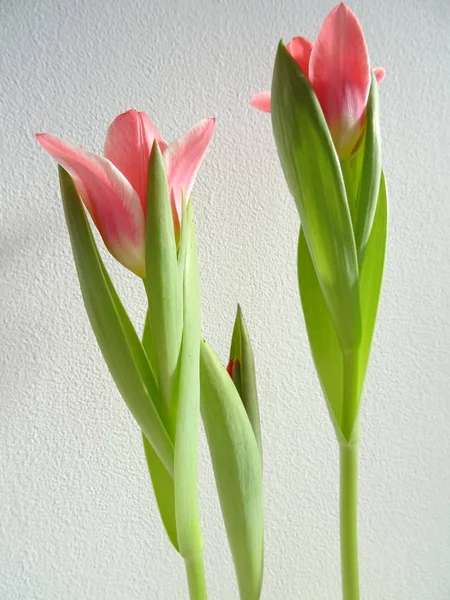 Розовые Тюльпаны Белом Фоне — стоковое фото