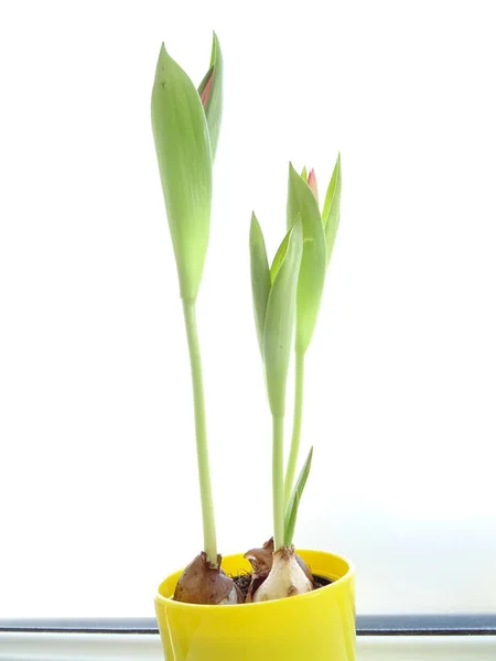 Tulipanes Verdes Aislados Hojas Sobre Fondo Blanco — Foto de Stock