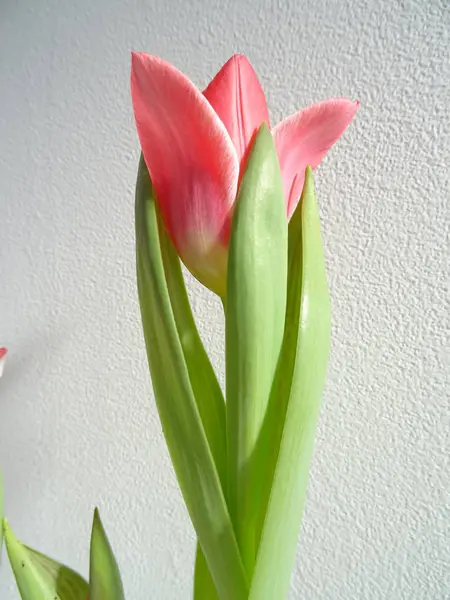 Tulipán Rosa Sobre Fondo Blanco —  Fotos de Stock