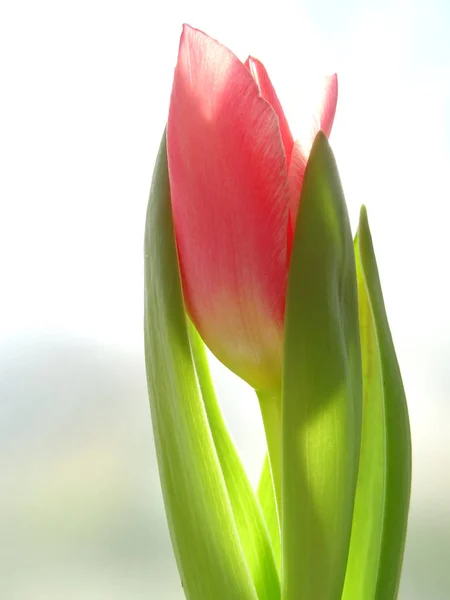 Růžový Tulipán Rozmazané Pozadí — Stock fotografie