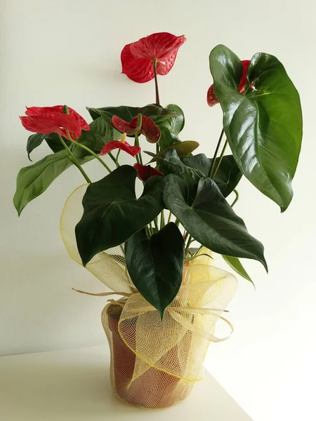 Anthurium Rojo Maceta — Foto de Stock