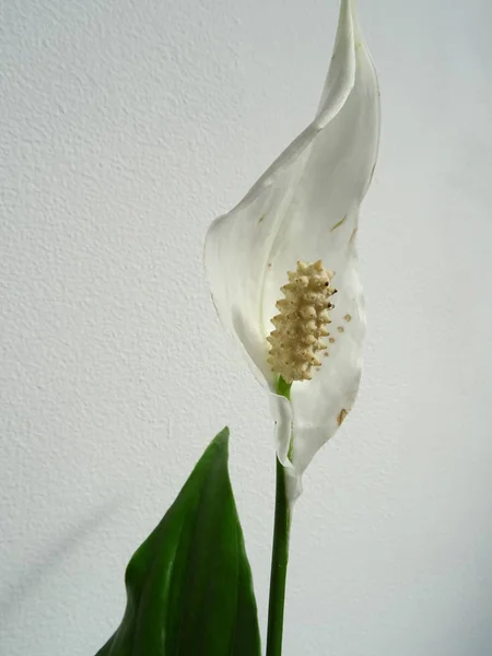Flor Espatifilo Blanco —  Fotos de Stock