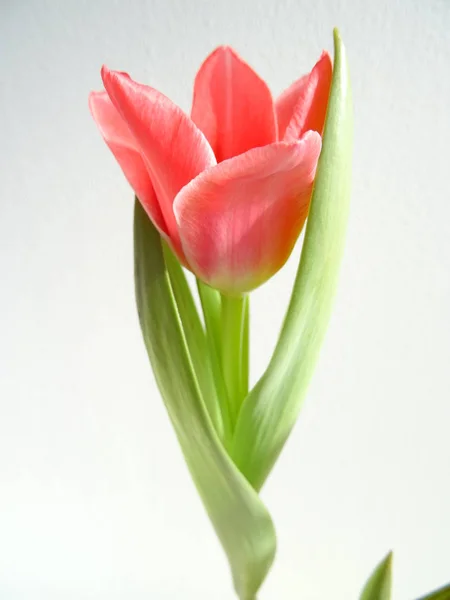 Pink Tulip White Background — Stock Photo, Image