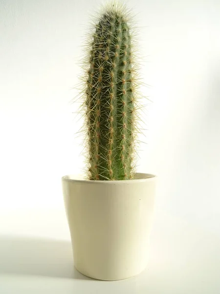 Pequeño Cactus Espinoso Una Maceta — Foto de Stock