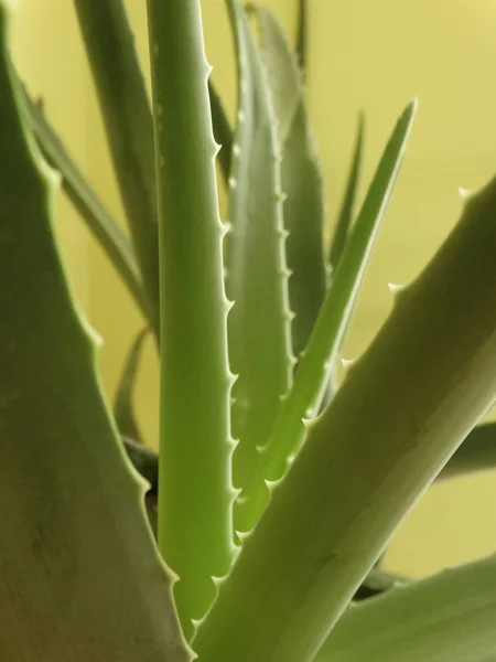 Planta Cacto Aloe Vera — Fotografia de Stock