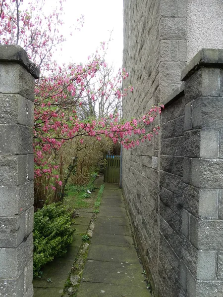 Ροζ Άνθη Και Διαδρομή Μεταξύ Πέτρινα Κτίσματα — Φωτογραφία Αρχείου