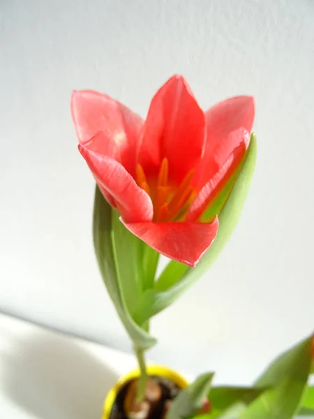 Růžový Tulipán Bílém Pozadí — Stock fotografie