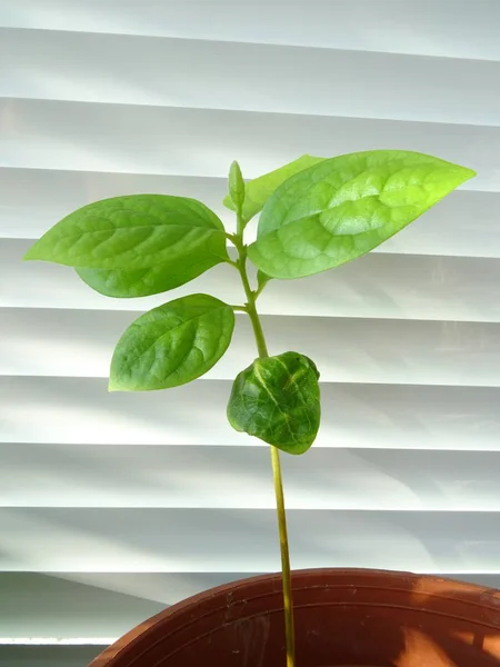 Planta Verde Fundo Persianas Janela — Fotografia de Stock