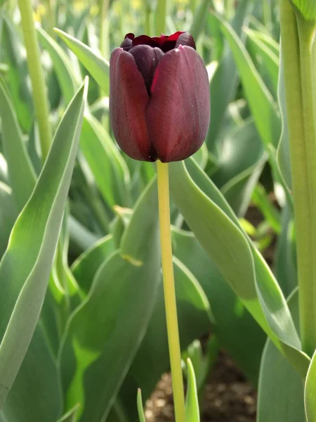 Tulipán Clarificado Jardín — Foto de Stock