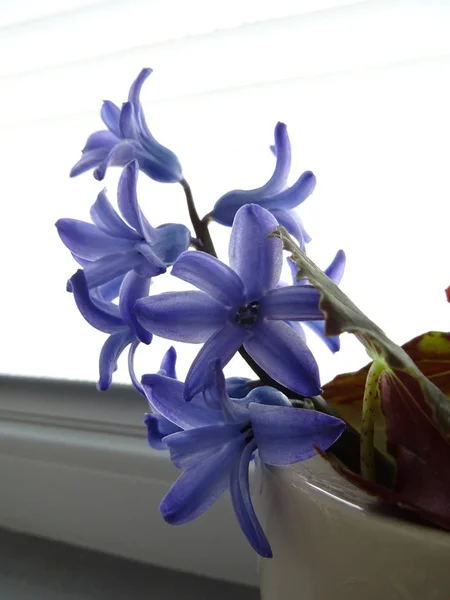 Brin Jacinthe Violette Dans Vase Comme Décoration Intérieure — Photo