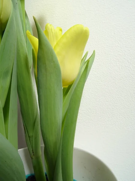 Tulipas Amarelas Vaso Flor Branca Fundo Branco — Fotografia de Stock