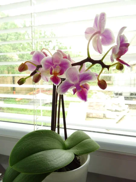 Pencere yakınındaki Pembe orkide