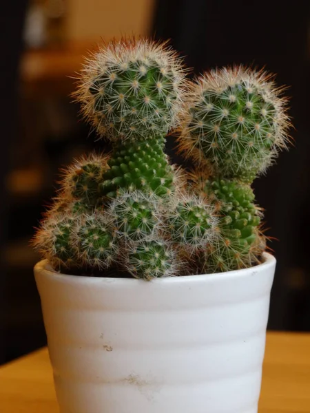 Pequeno Cacti Vaso Flores — Fotografia de Stock