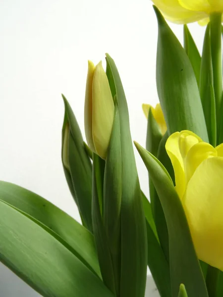 Изолированные Желтые Тюльпаны Белом Фоне — стоковое фото