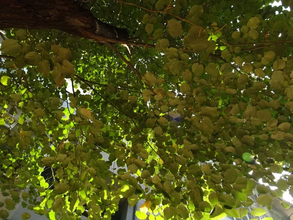 Árbol Verde Hojas Vista Desde Abajo — Foto de Stock