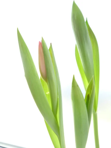 Tulipas Verdes Isoladas Folhas Fundo Branco — Fotografia de Stock