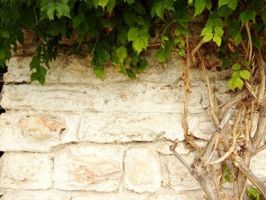 Bir bahçe taş duvar