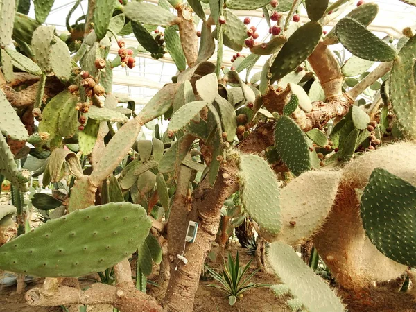 Hoja Redonda Cacti Fondo Primer Plano — Foto de Stock