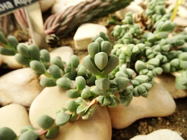 Stone Cactus Background Close — Stock Photo, Image