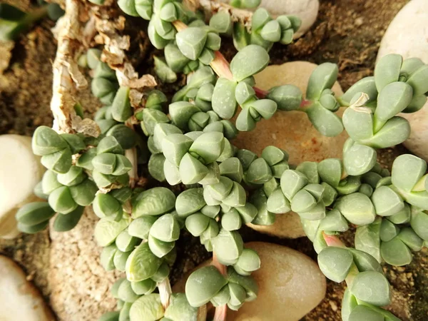 Stone Cactus Achtergrond Close — Stockfoto