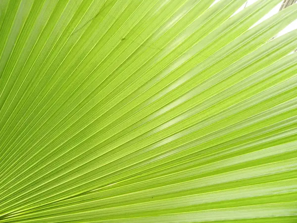 Hoja Palma Verde Fresca — Foto de Stock