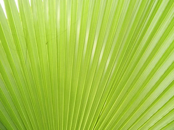 Свіжий Зелений Palm Leaf — стокове фото