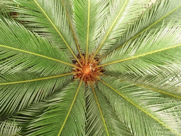 Palm Tree Fundo Close — Fotografia de Stock