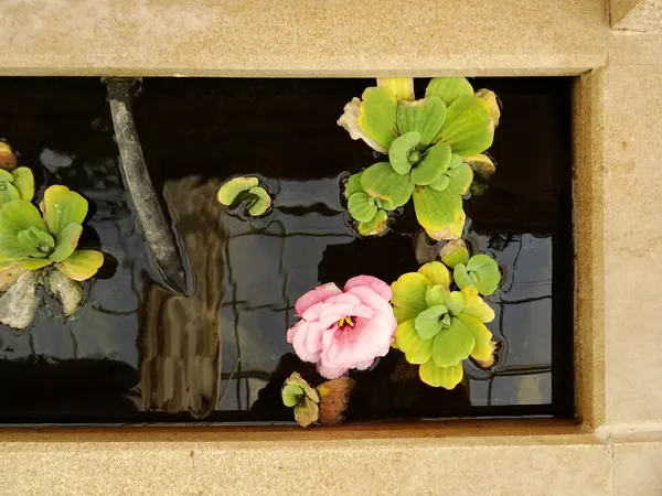 Blütenpracht Hintergrund Aus Nächster Nähe — Stockfoto