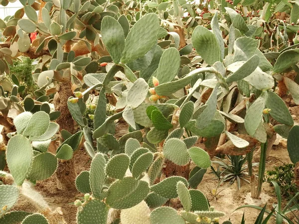 Folha Redonda Cacti Fundo Fechar — Fotografia de Stock