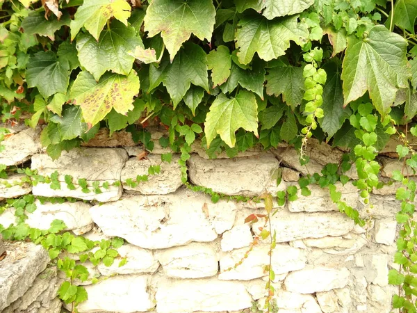 Pflanze Hängt Einer Steinmauer — Stockfoto