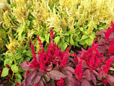 Bush kırmızı ve sarı çiçek