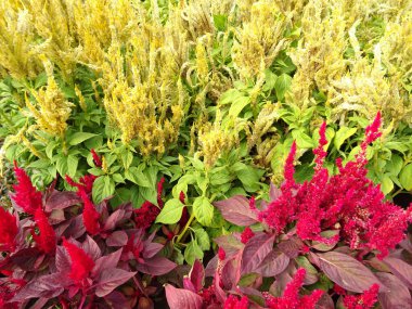 Bush kırmızı ve sarı çiçek