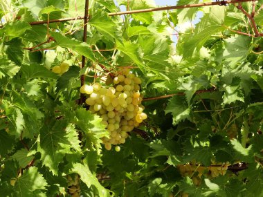 Sarı üzüm bir kafes asma üzerinde asılı