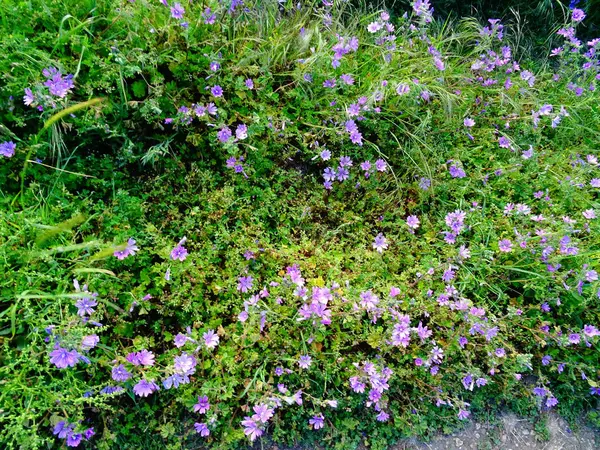 Dziki Fioletowy Kwiaty Tło Zbliżenie — Zdjęcie stockowe