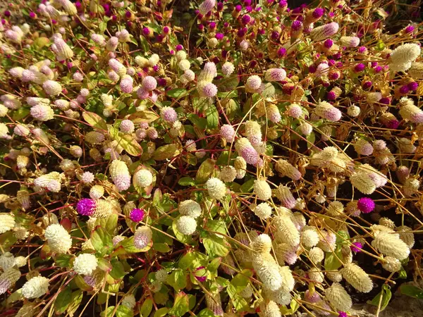 Field Wild Violet Flowers — Stock Photo, Image