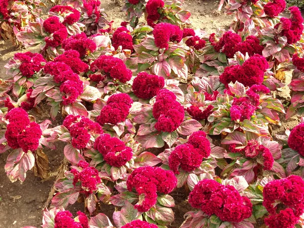 Bush Piros Virágok — Stock Fotó