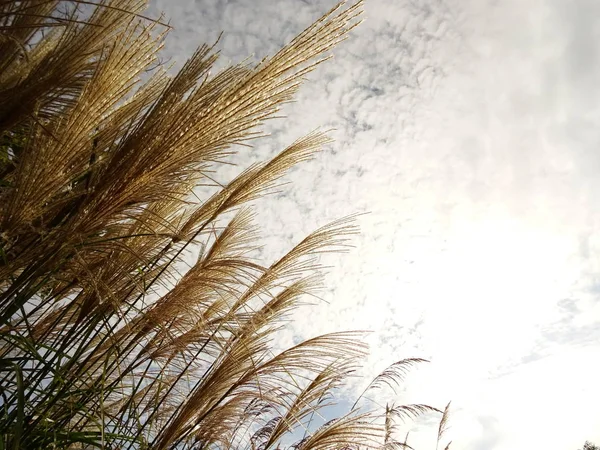 Cannuccia Palude Fundo Céu — Fotografia de Stock