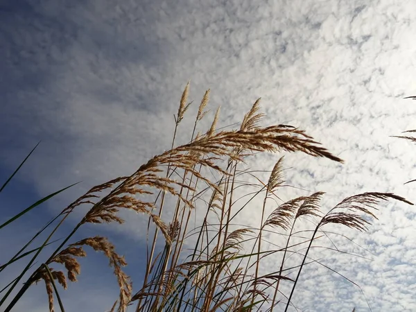 Cannuccia Palude Fundo Céu — Fotografia de Stock