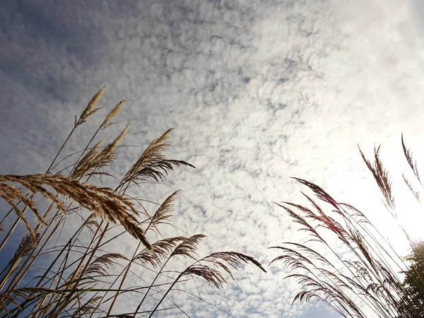 Cannuccia Palude Fundo Céu — Fotografia de Stock