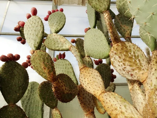 Runda Blad Kaktusar Bakgrund Närbild — Stockfoto